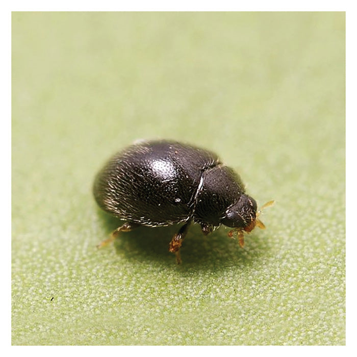 ARBICO Organics Stethorus Punctillum Spidermite Destroyer Beneficial Insects, Pack of 100