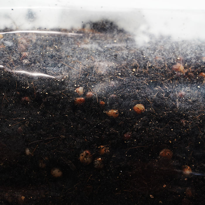 DL Wholesale SuperSpore All-In-One Mushroom Substrate Grow Bag, 7 lbs