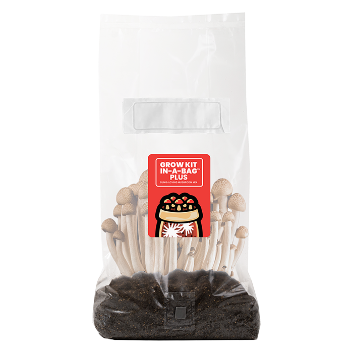 Mushroom Supplies All In One Mushroom Grow Kit In-A-Bag Plus, 5 lbs
