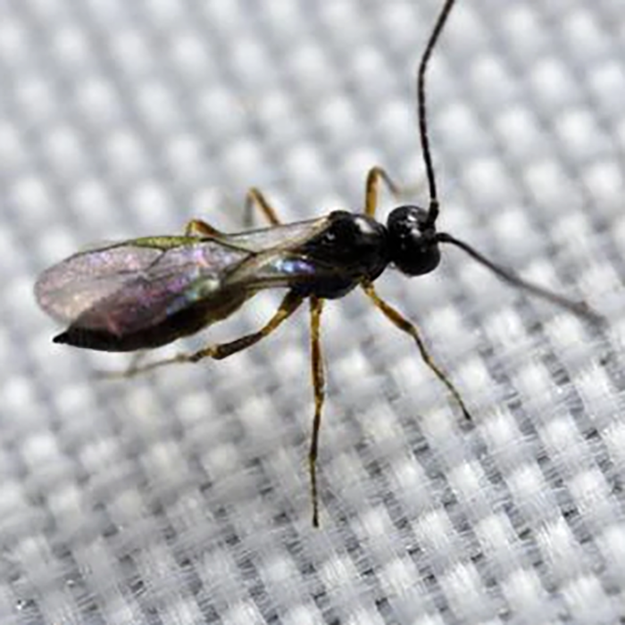 Tip Top Bio-Control Aphidius Colemani & Ervi Beneficial Insect Mix