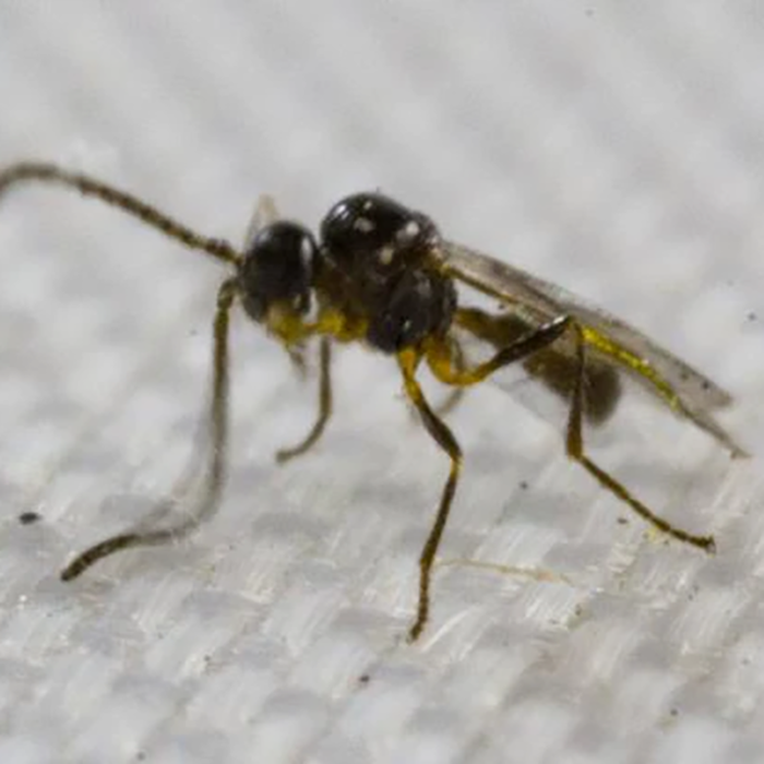 Tip Top Bio-Control Aphidius Colemani & Ervi Beneficial Insect Mix