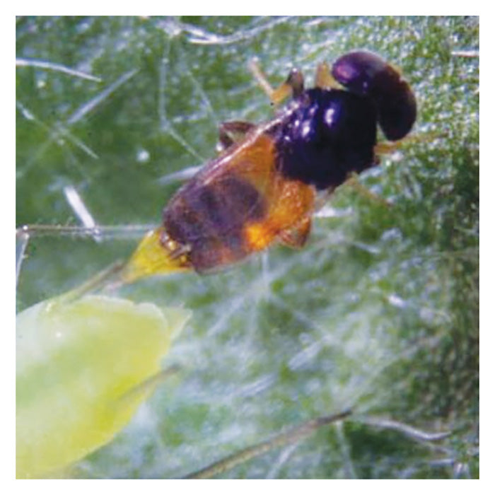 ARBICO Organics Aphelinus Abdominalis Beneficial Parasitic Wasps