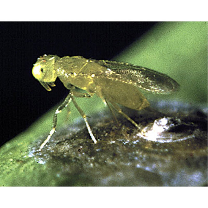 ARBICO Organics Aphytis Melinus Beneficial Red Scale Parasites, Pack of 25,000