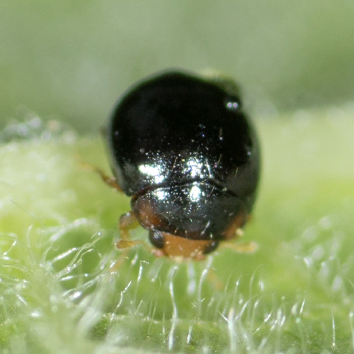ARBICO Organics Delphastus Catalinae Sweet Potato Whitefly Predator