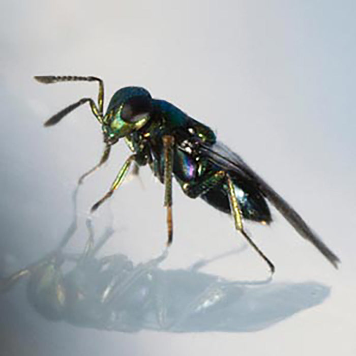 ARBICO Organics Diglyphus Isaea Leafminer Parasite Beneficial Wasps, Pack of 250