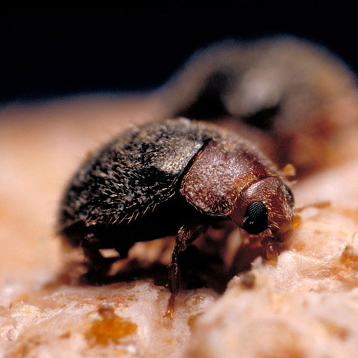 ARBICO Organics Lindorus Lophanthae Purple Scale Predator Beneficial Insects, Pack of 100