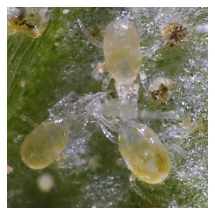 ARBICO Organics Neoseiulus Californicus Beneficial Mites, Pack of 2,000