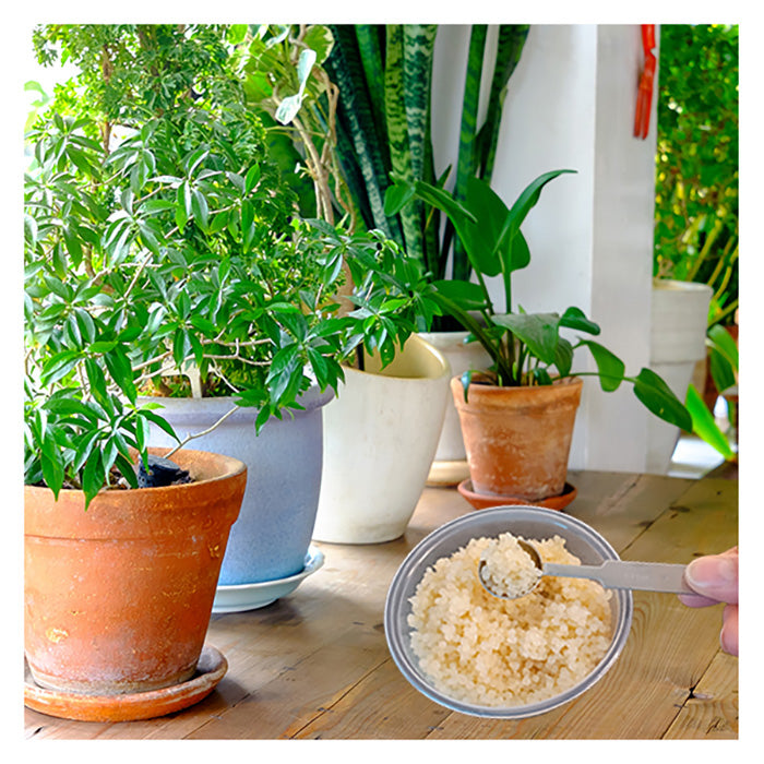 ARBICO Organics NemAttack Beads Steinernema Feltiae (Sf) Beneficial Nematodes, Pack of 10 Million