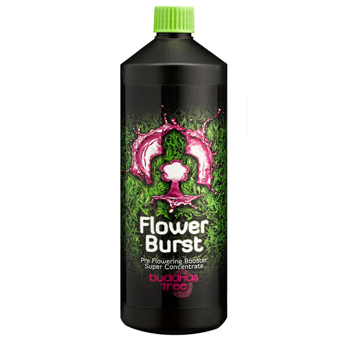 Buddhas Tree Flower Burst, 1 Liter