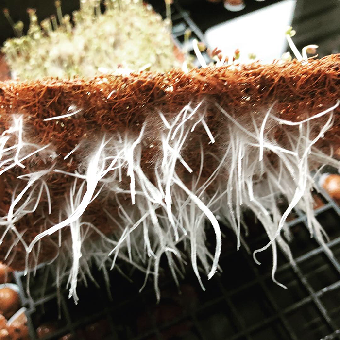 The Coco Depot GroMat - 6 ft. x 6 ft. x 1 in. Coco Grow Mat - Pack of 225