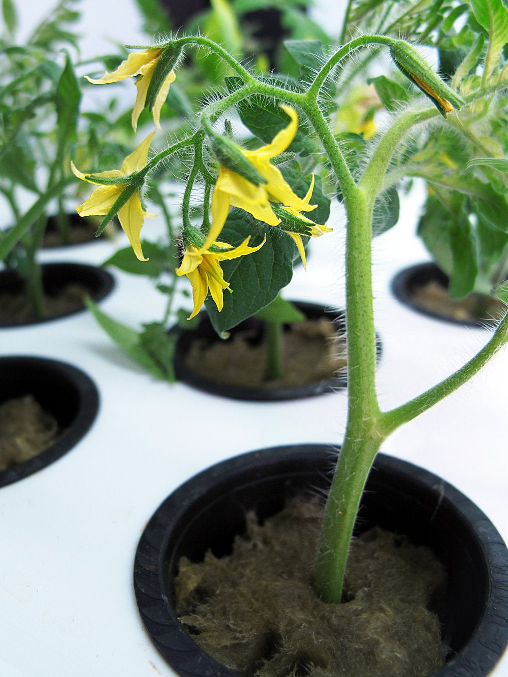 SuperCloset SuperCloner 50 Site Cloning Machine