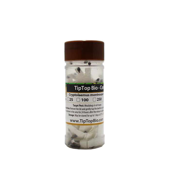 Tip Top Bio-Control Cryptolaemus Montrouzieri Beneficial Insects, Bottle of 100