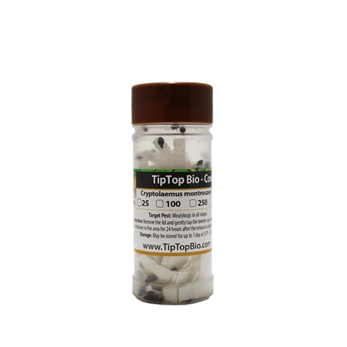 Tip Top Bio-Control Cryptolaemus Montrouzieri Beneficial Insects