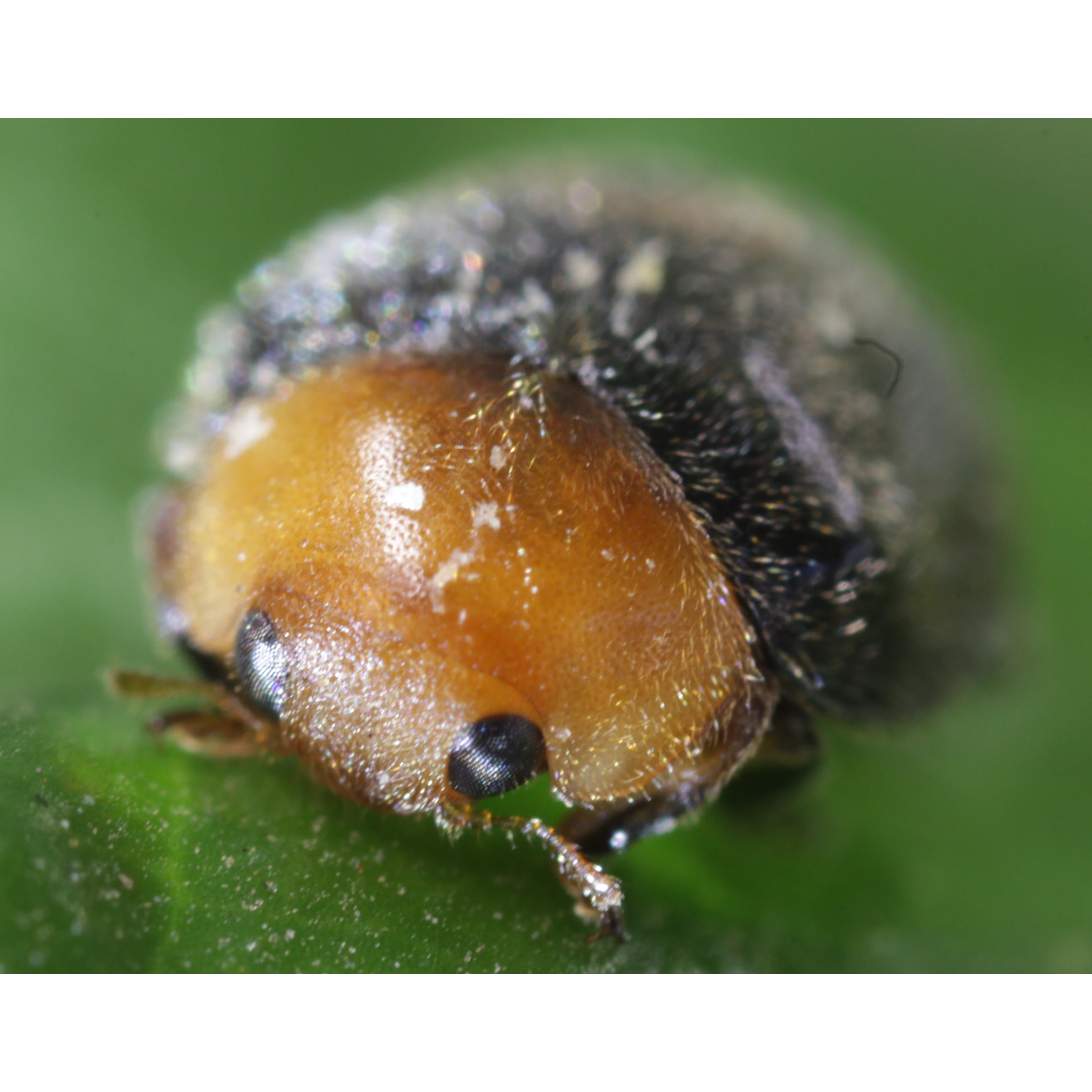 Tip Top Bio-Control Cryptolaemus Montrouzieri Beneficial Insects