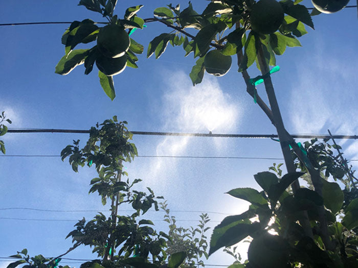 DIG EXL Series 500 Fogger Head, Press Fit - Pack of 200