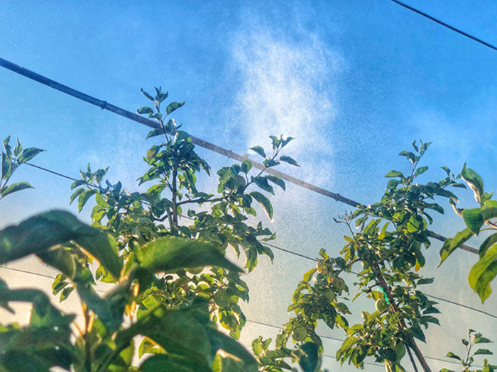 DIG EXL Series 500 Fogger Head, 1/4 Inch Barb - Pack of 200