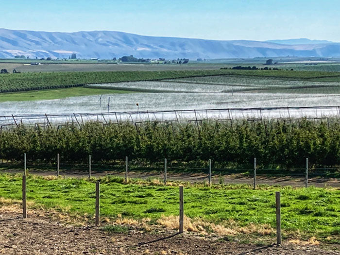 DIG EXL Series 500 Fogger Head, 1/4 Inch Barb - Pack of 200