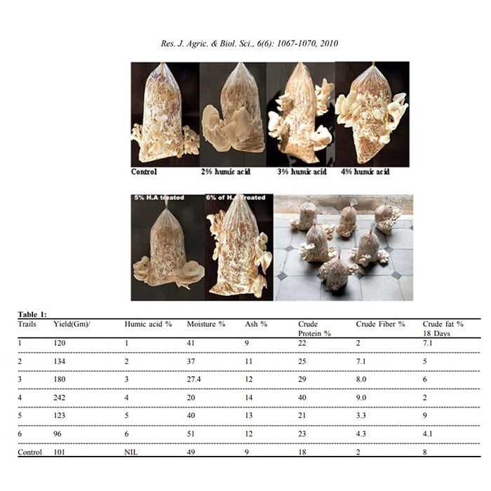 Dr. Myc Magical Gypsum