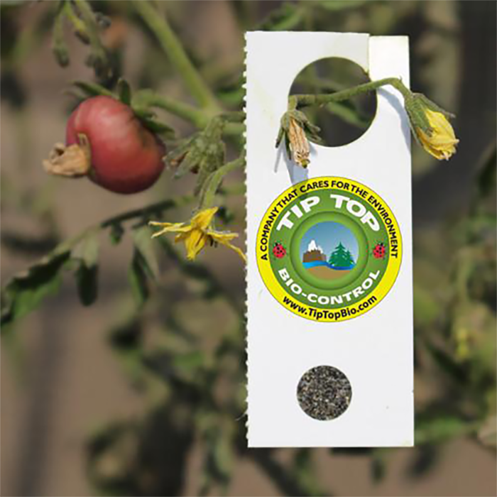 Tip Top Bio-Control Encarsia Formosa Beneficial Insects