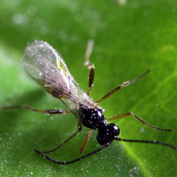 Tip Top Bio-Control Aphidius Ervi Beneficial Parasitic Wasps, Bottle of 250