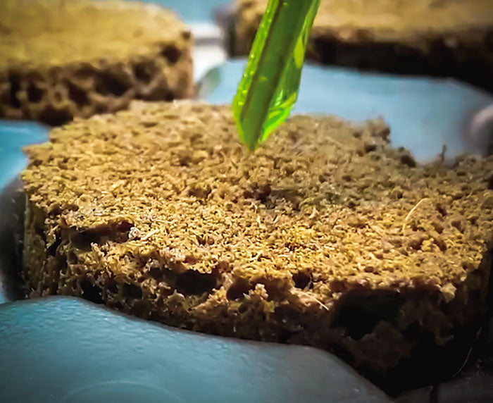 EZ-Clone Propagator Pro Cloning Collar, Pack of 1400