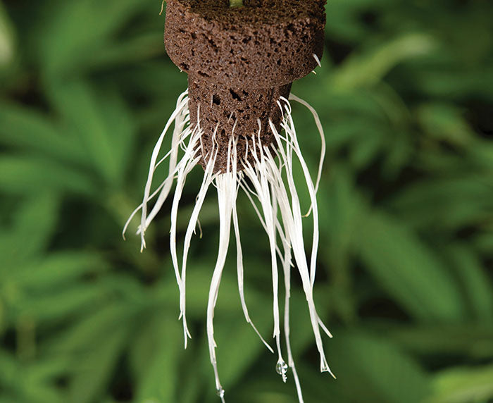 EZ-Clone Propagator Pro Cloning Collar, Pack of 65