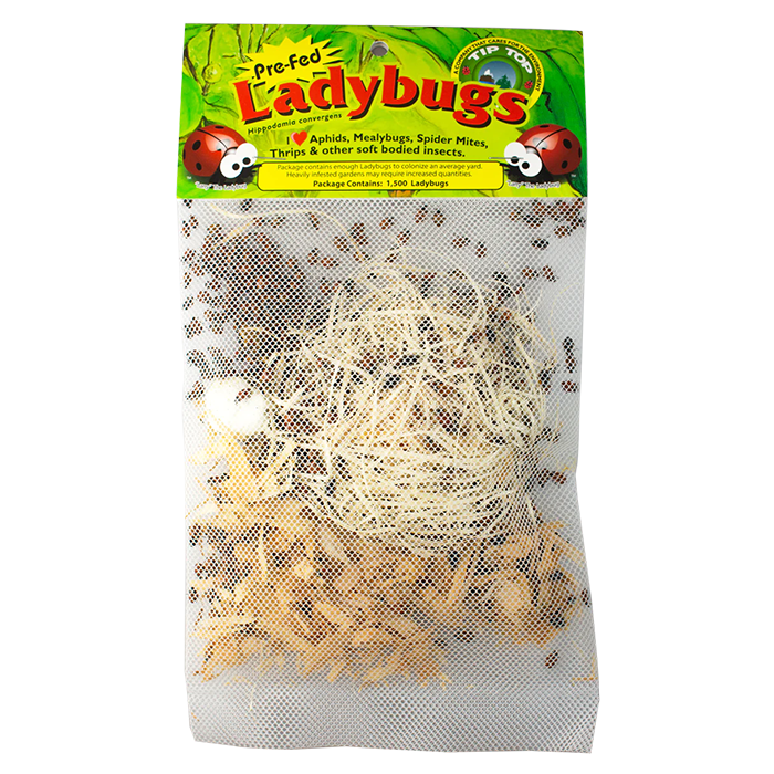 Tip Top Bio-Control Pre-Fed Ladybugs, Pack of 36,000