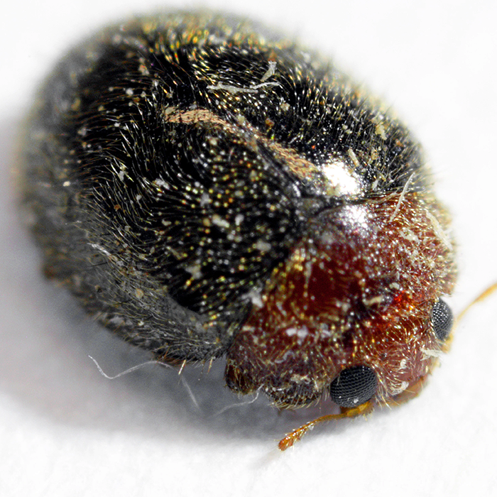 Tip Top Bio-Control Lindorus Lophanthae Beneficial Insects, Bottle of 50