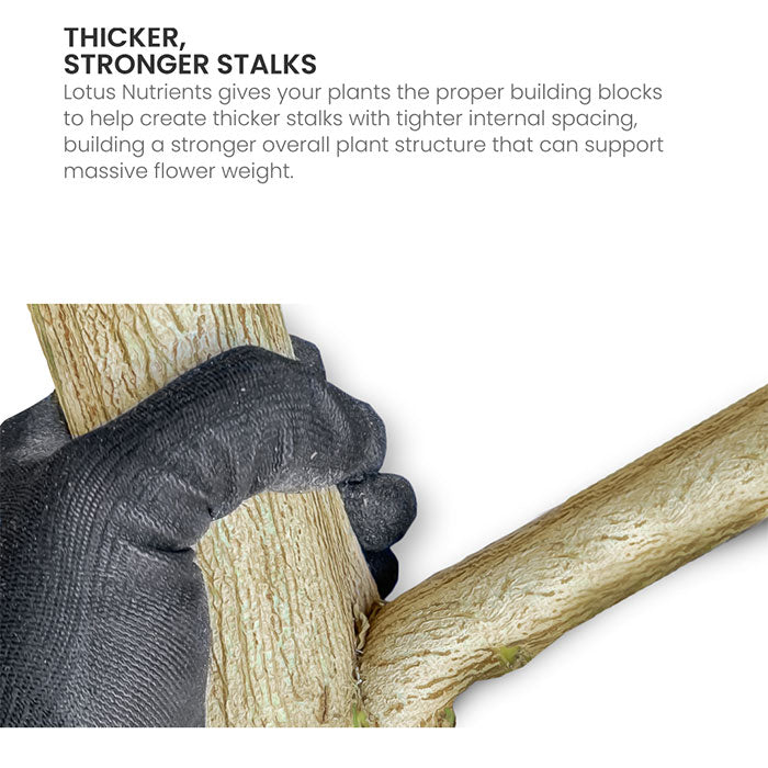 Lotus Pro Series Boost, 36 oz.