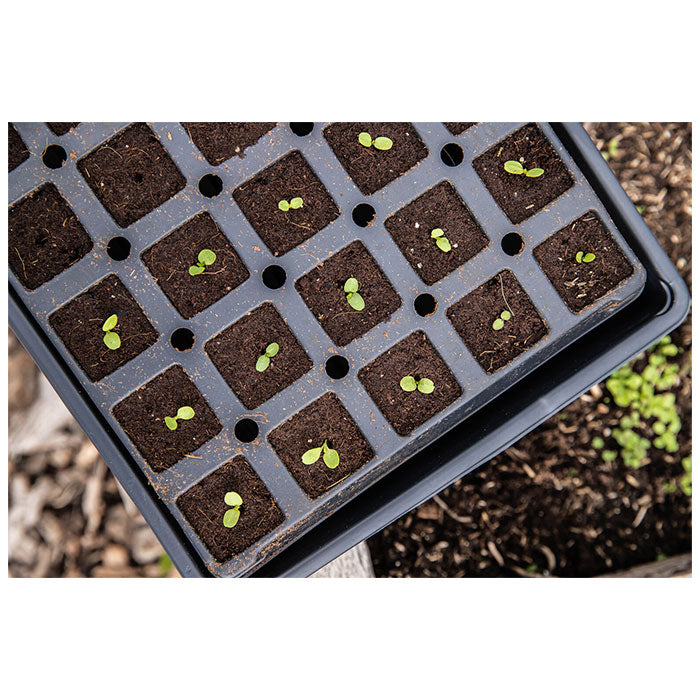 Mammoth 50 Cell Deep Starter Plugs