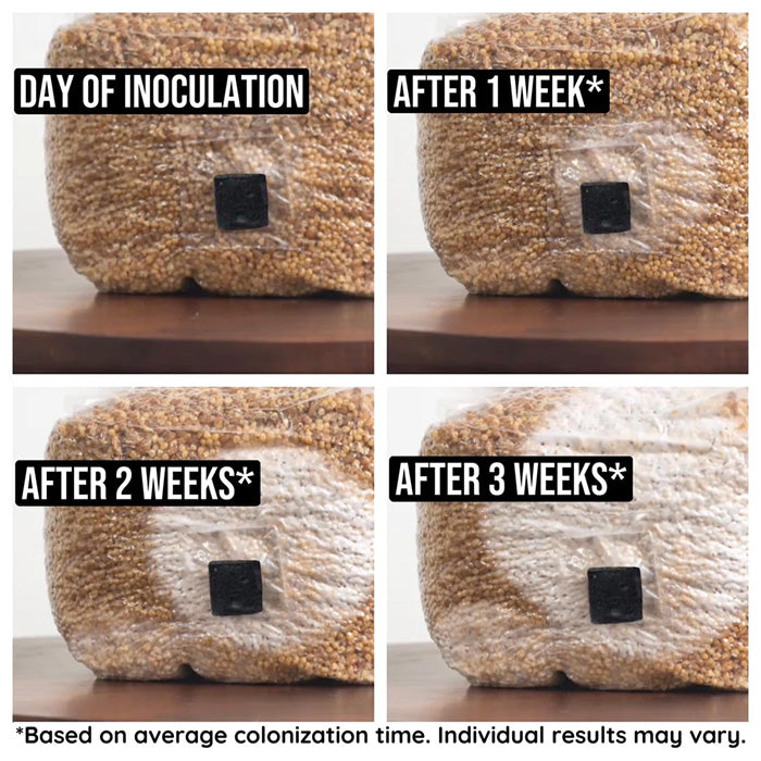 North Spore Sterilized Grain Bag