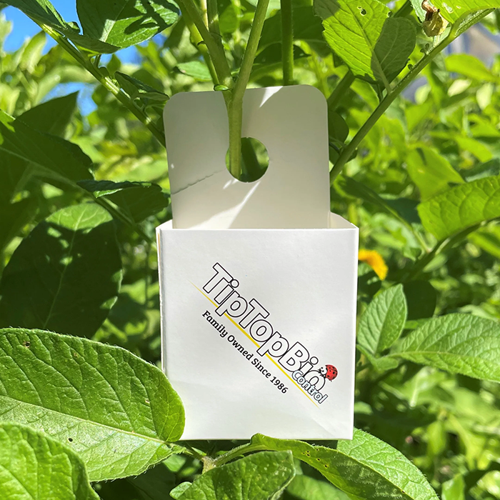 Tip Top Bio-Control Beneficial Insect Hanging Release Boxes, Box of 1,000 - 100 Packs of 10