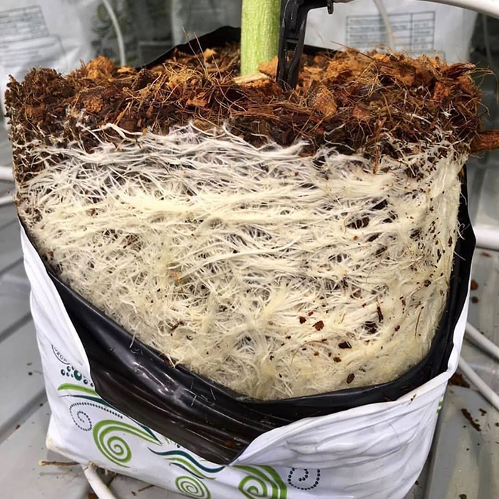 RIOCOCO PCM Commercial Open Top Coco Grow Bag, 1 Gallon - Pack of 44