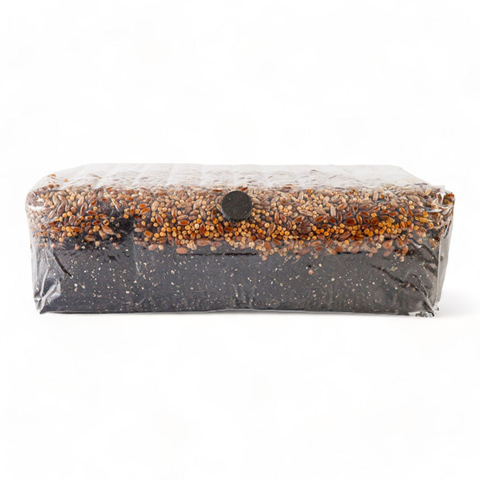 R&R Cultivation All In One Mushroom Grow Bag, 4 lb