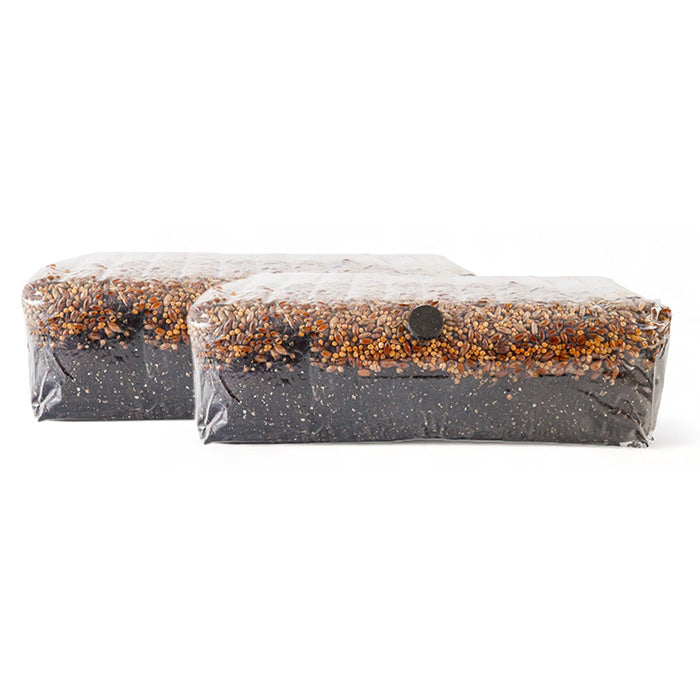 R&R Cultivation All In One Mushroom Grow Bag, 4 lb - 2 Pack