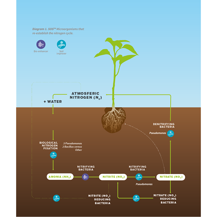 LIVENTIA SOS Beneficial Bacteria