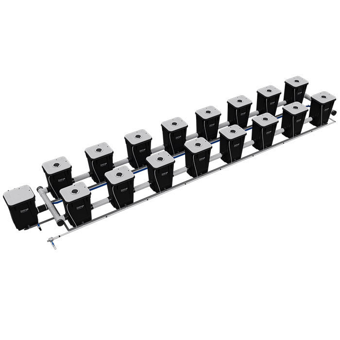 Current Culture Under Current UCXL13 RDWC System