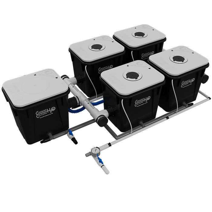 Current Culture Under Current UC RDWC System