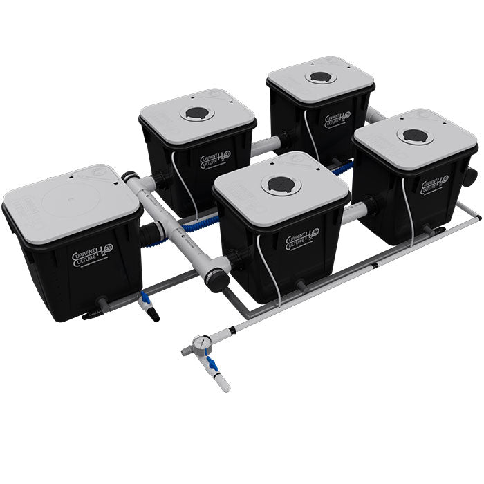 Current Culture Under Current UCXL RDWC System, 4-Site, 2-Row