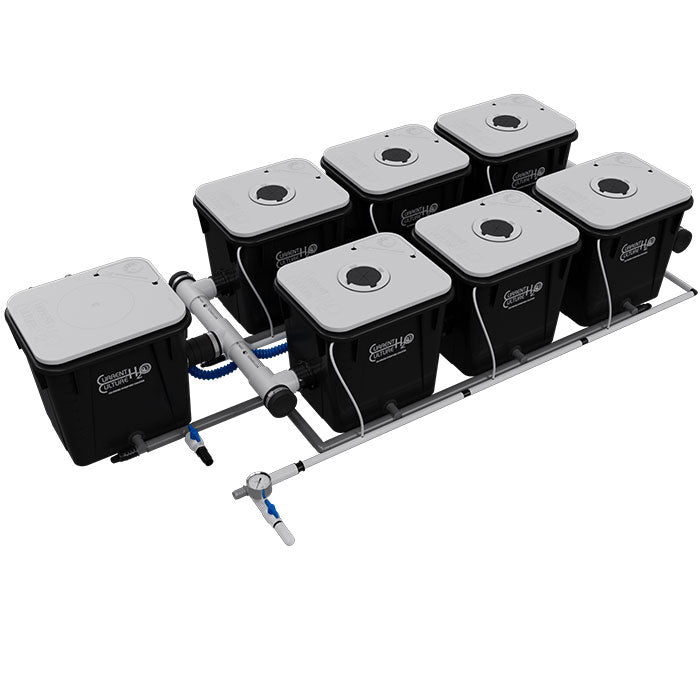 Current Culture Under Current UC RDWC System, 6-Site, 2-Row