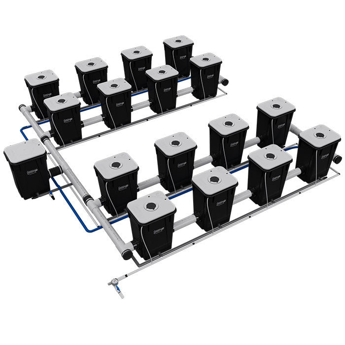 Current Culture Under Current UCXL13 RDWC System