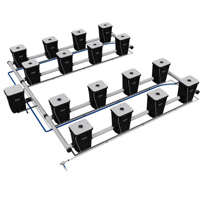 Current Culture Under Current UCXXL13 RDWC System