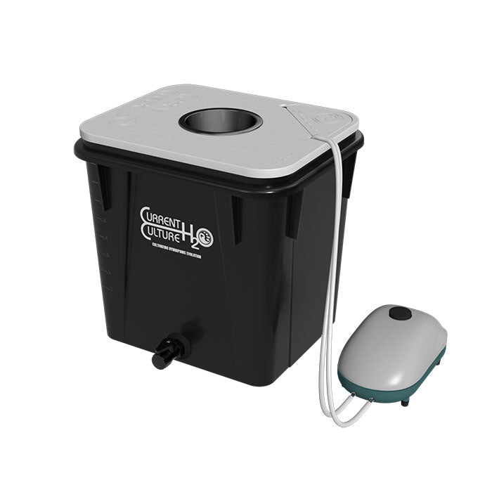 Current Culture Under Current Solo