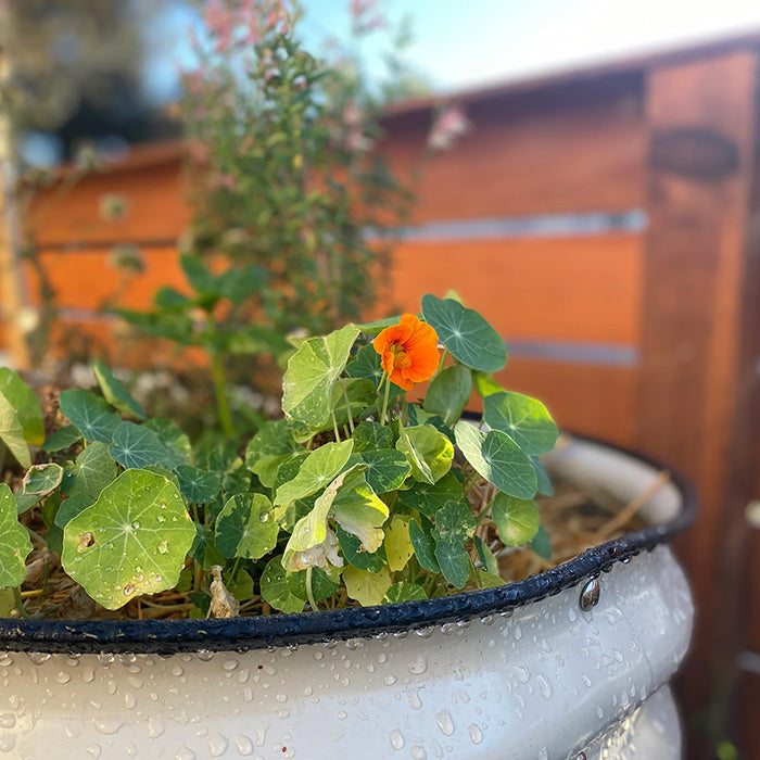 Vego Garden 32 Inch Tall 42 Wide Round Metal Raised Garden Bed