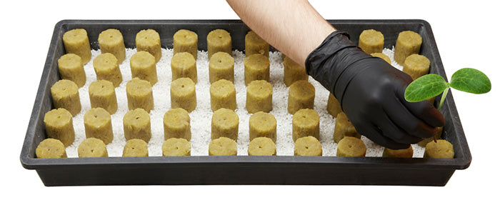 VidaWool Rockwool Round 1.5 Inch Propagation Plug