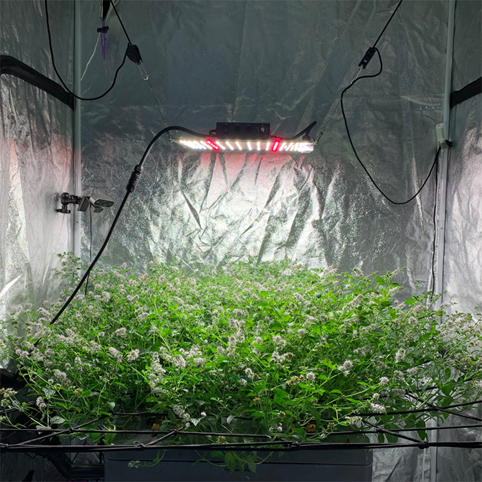 Bifarm Tech AeroXPS PRO Aeroponic Grow System With Integrated Climate Control