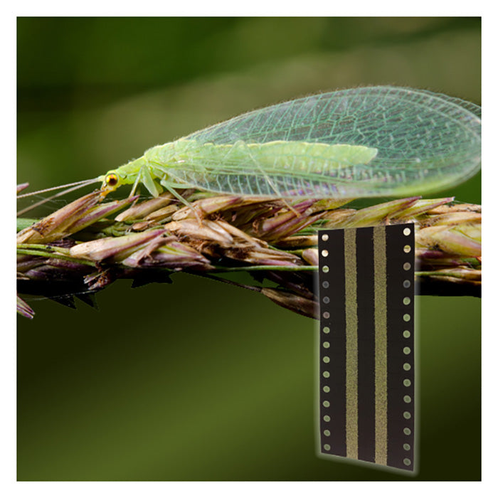 ARBICO Organics Green Lacewing Eggs On Hanging Cards, 5,000 Eggs