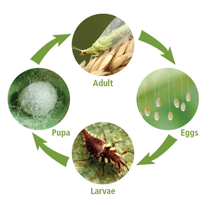 ARBICO Organics Green Lacewing Eggs On Hanging Cards, 5,000 Eggs