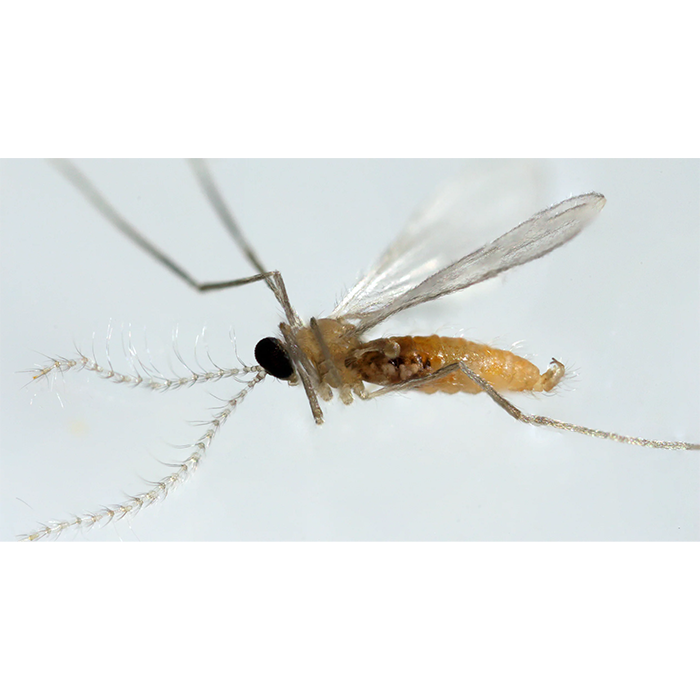 Tip Top Bio-Control Aphidoletes Aphidimyza Beneficial Insects, Bottle of 1,000