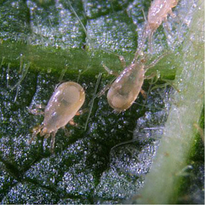 ARBICO Organics Amblyseius Cucumeris Beneficial Mites, Pack of 100,000 in Bran